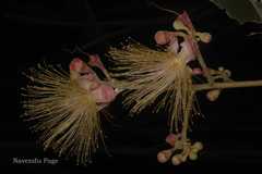 Chydenanthus excelsus
